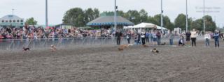 Wiener dogs race at Emerald Downs, while the audience cheers them on