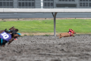Wiener dog in mid-air, darting ahead of the pack