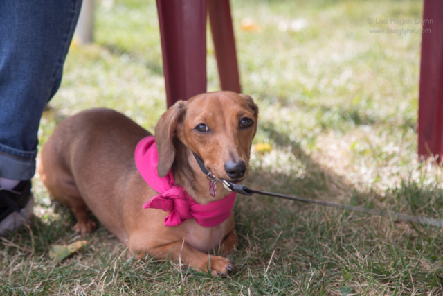Wiener dog rests before the race