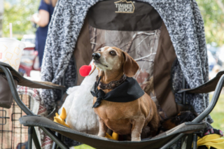 A senior wiener dog competitor sits in a folding camp chair