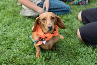 Wiener dog in an orange jersey sits in the grass