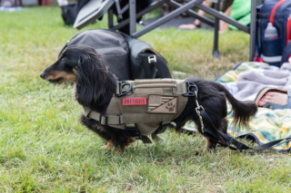 Wiener dog wearing a tactical vest