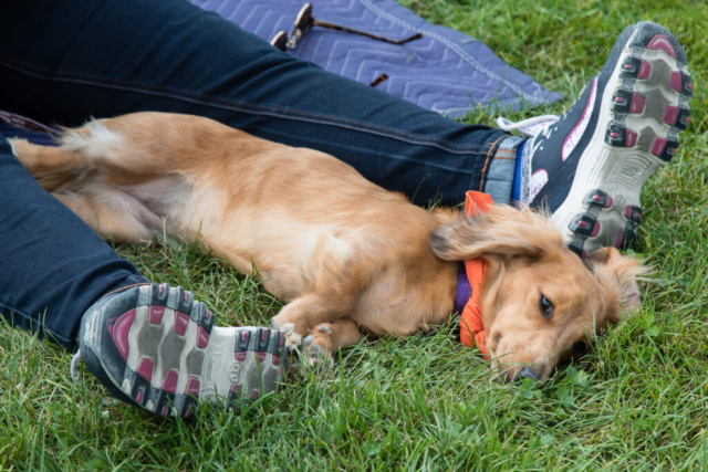 A wiener dog reclines between legs