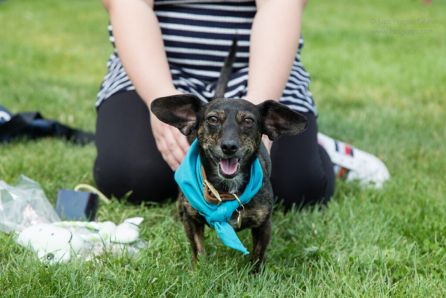 Wiener dog with outright ears and a turquoise scarf stands in grass