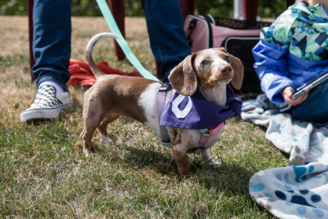 Wiener dog in a purple scarf stands in the grass and wags its tail