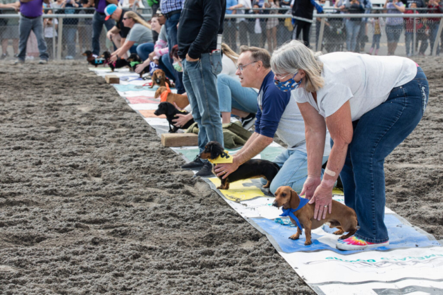 Wiener dogs stand at the starting line with their trainers