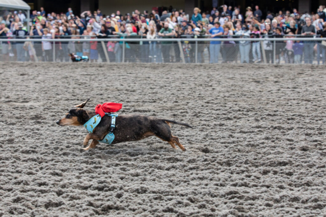 A wiener dog with a blue wiener-dog harness and a red scarf kicks up sand from the track