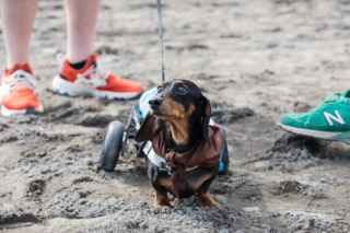 Wiener dog participant "Mary Poopins" wears a brown scarf and uses a wheeled cart while she stands in the track