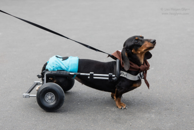 Wiener dog participant "Mary Poopins" stands while wearing her wheels