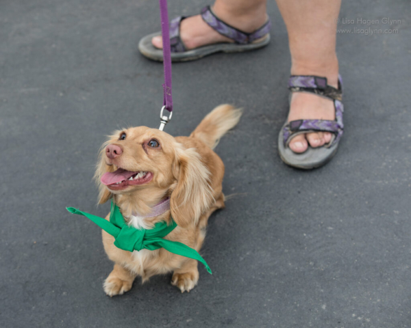 A wiener dog wearing a green scarf looks up toward a treat