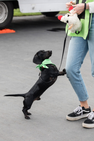 A wiener dog with a green scarf stands with its front paws on the leg of a person who is holding its plush toy
