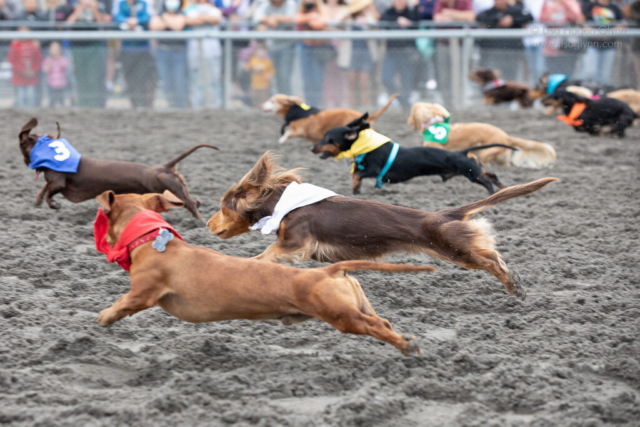 Several wiener dogs in mid-air as they race down the track, with audience in the grandstand behind