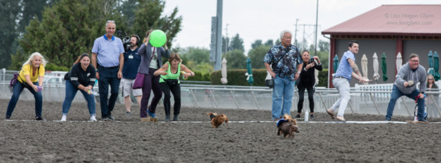 Trainers call to their wiener dogs as they approach the finish line, with "Slinky" in the lead