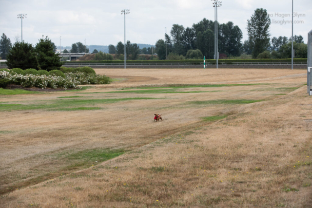 Wiener dog participant "Odie" escaped the track to the center field