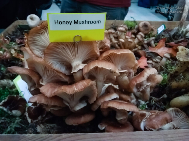 Honey mushroom exhibit