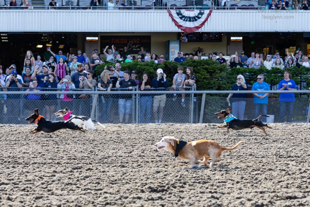 Wiener Dog & Wannabe Races 2024 at Emerald Downs (photo: Lisa Hagen Glynn).