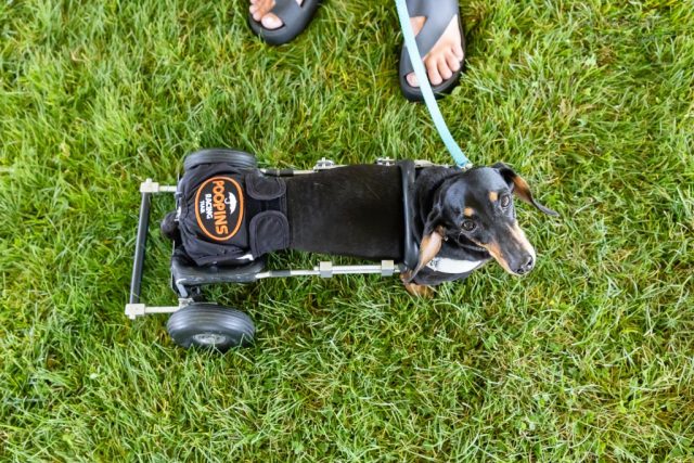 Wiener Dog & Wannabe Races 2025