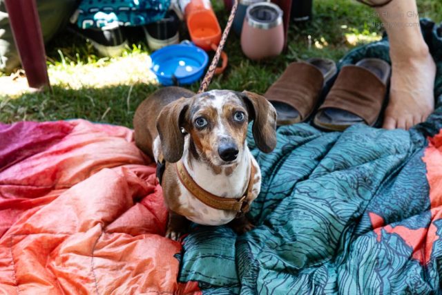 Wiener Dog & Wannabe Races 2025