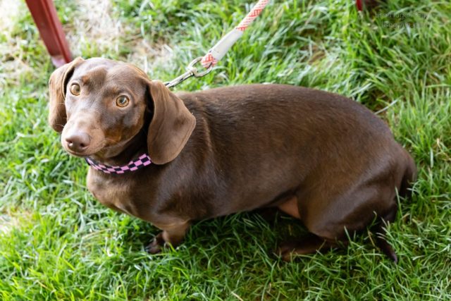 Wiener Dog & Wannabe Races 2025