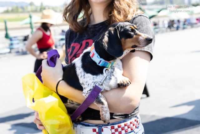 Wiener Dog & Wannabe Races 2025