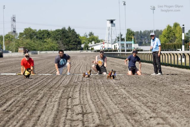 Wiener Dog & Wannabe Races 2025