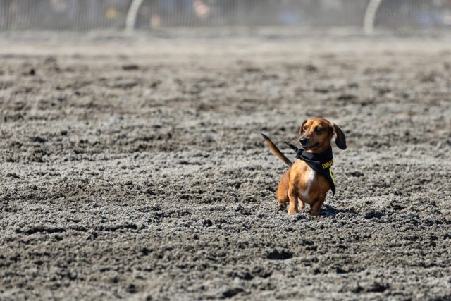 Wiener Dog & Wannabe Races 2025