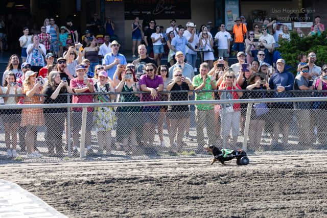 Wiener Dog & Wannabe Races 2025 (photo: Lisa Hagen Glynn)