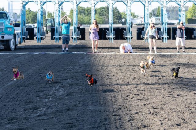 Wiener Dog & Wannabe Races 2025
