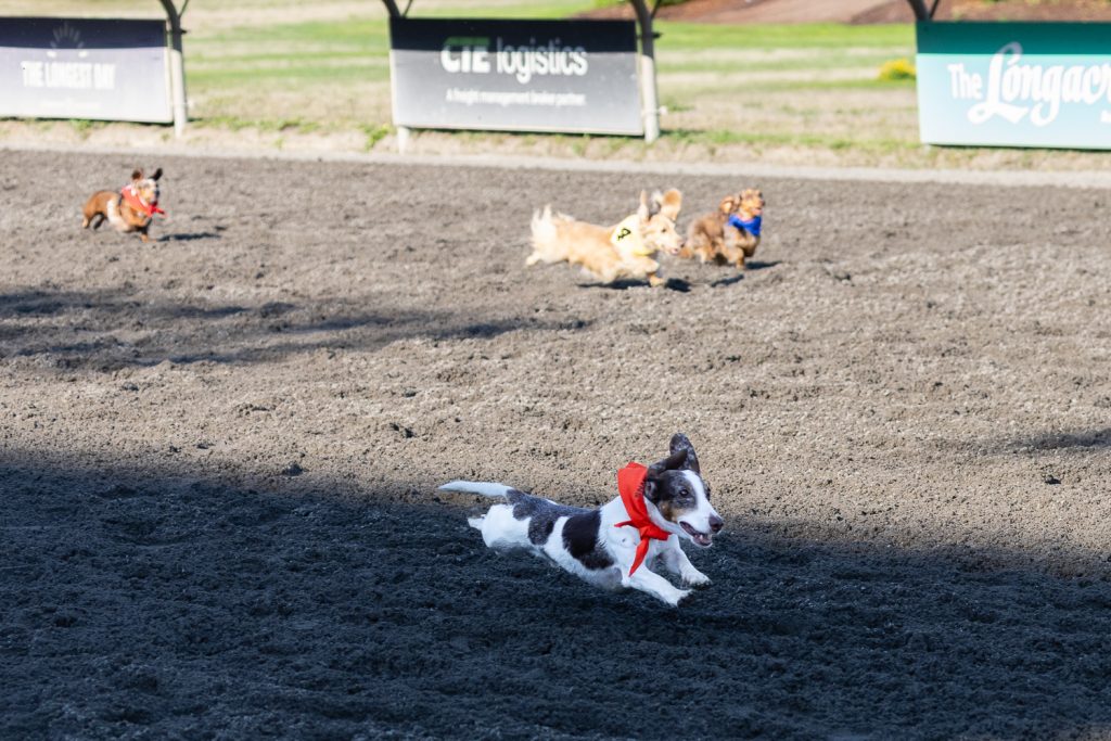 Wiener Dog & Wannabe Races 2025 (photo: Lisa Hagen Glynn)