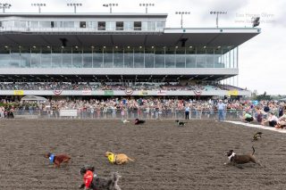 Wiener Dog & Small Dog Races at Emerald Downs 2026 (photo: Lisa Hagen Glynn)