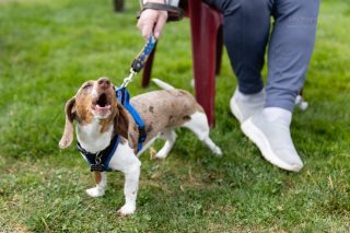 Wiener Dog & Small Dog Races at Emerald Downs 2026 (photo: Lisa Hagen Glynn)