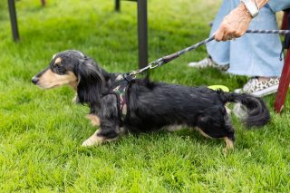 Wiener Dog & Small Dog Races at Emerald Downs 2026 (photo: Lisa Hagen Glynn)