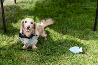 Wiener Dog & Small Dog Races at Emerald Downs 2026 (photo: Lisa Hagen Glynn)