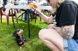 Wiener Dog & Small Dog Races at Emerald Downs 2026 (photo: Lisa Hagen Glynn)