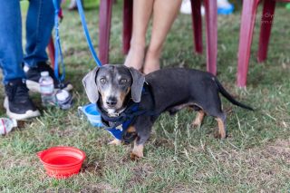 Wiener Dog & Small Dog Races at Emerald Downs 2026 (photo: Lisa Hagen Glynn)