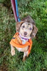 Wiener Dog & Small Dog Races at Emerald Downs 2026 (photo: Lisa Hagen Glynn)