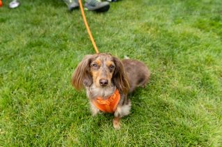 Wiener Dog & Small Dog Races at Emerald Downs 2026 (photo: Lisa Hagen Glynn)