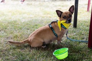 Wiener Dog & Small Dog Races at Emerald Downs 2026 (photo: Lisa Hagen Glynn)