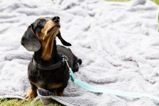 Wiener Dog & Small Dog Races at Emerald Downs 2026 (photo: Lisa Hagen Glynn)