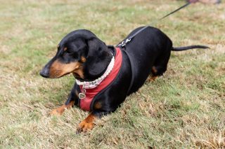 Wiener Dog & Small Dog Races at Emerald Downs 2026 (photo: Lisa Hagen Glynn)
