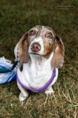 Wiener Dog & Small Dog Races at Emerald Downs 2026 (photo: Lisa Hagen Glynn)