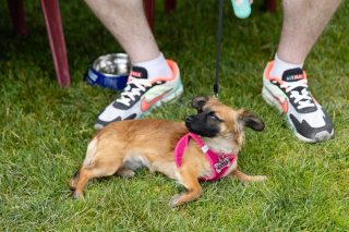 Wiener Dog & Small Dog Races at Emerald Downs 2026 (photo: Lisa Hagen Glynn)