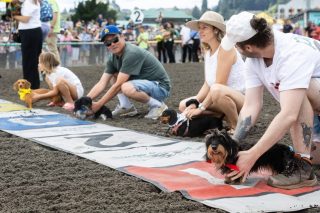 Wiener Dog & Small Dog Races at Emerald Downs 2026 (photo: Lisa Hagen Glynn)