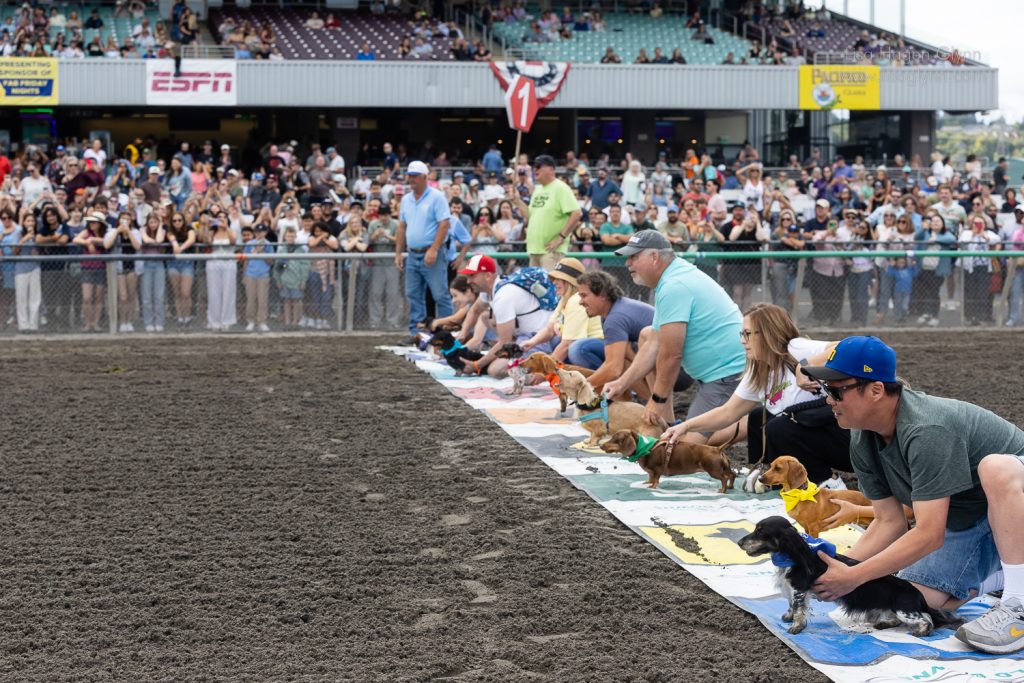 Wiener Dog & Small Dog Races at Emerald Downs 2026 (photo: Lisa Hagen Glynn)