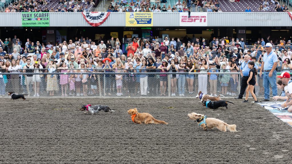 Dachshunds compete in the 2026 Wiener Dog races at Emerald Downs (photo: Lisa Hagen Glynn).