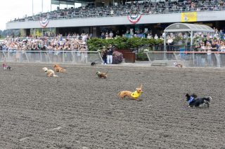 Wiener Dog & Small Dog Races at Emerald Downs 2026 (photo: Lisa Hagen Glynn)