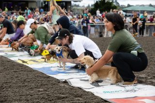 Wiener Dog & Small Dog Races at Emerald Downs 2026 (photo: Lisa Hagen Glynn)