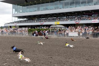 Wiener Dog & Small Dog Races at Emerald Downs 2026 (photo: Lisa Hagen Glynn)