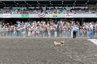 Wiener Dog & Small Dog Races at Emerald Downs 2026 (photo: Lisa Hagen Glynn)