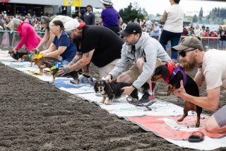 Wiener Dog & Small Dog Races at Emerald Downs 2026 (photo: Lisa Hagen Glynn)